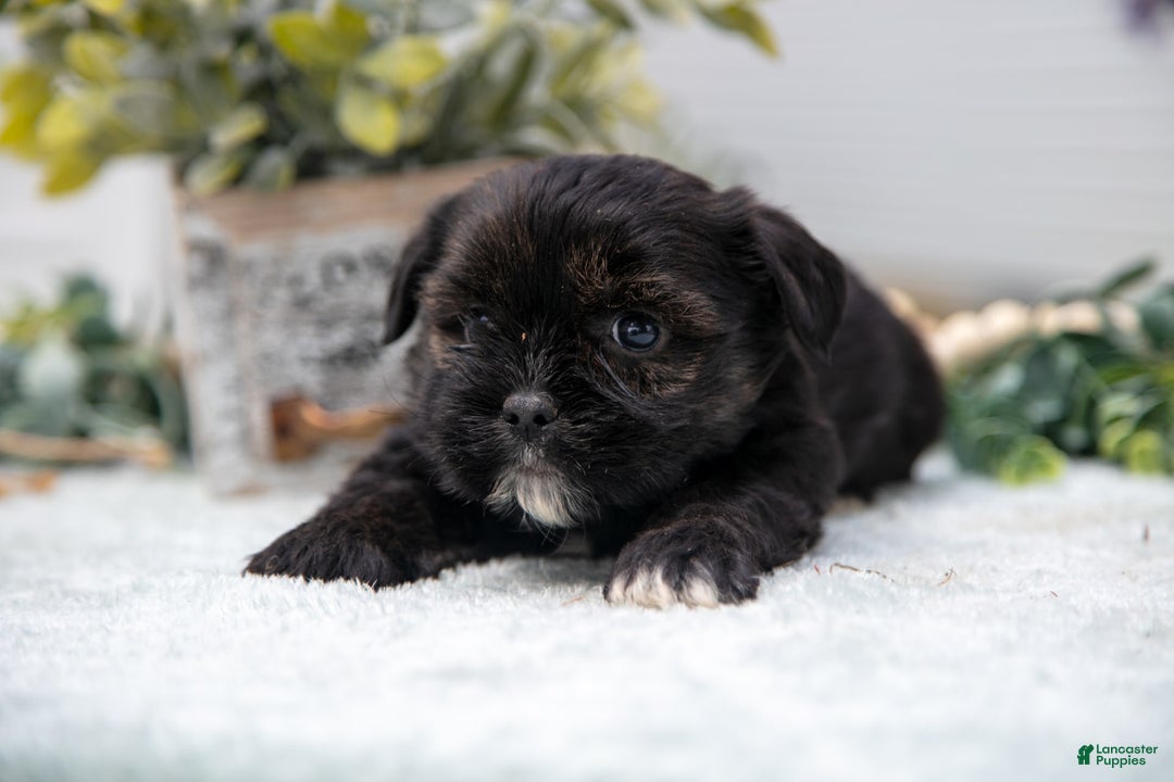 Shorkie dogs for sale: Loki - Image 2
