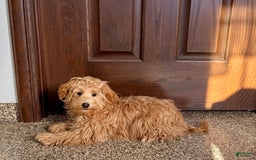Maltipoo dogs for sale: Bennie - Image 9