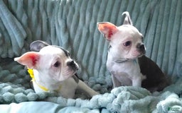 Boston Terrier dogs for sale: Nolan - Image 17