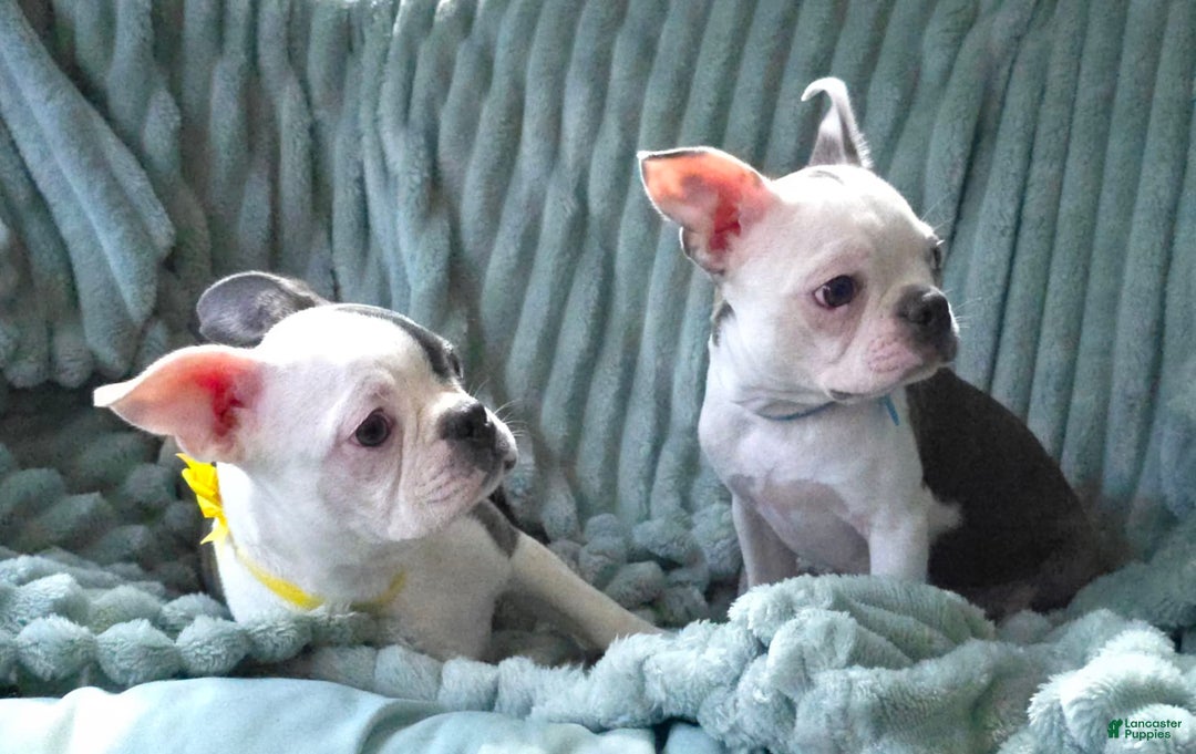 Boston Terrier dogs for sale: Nolan - Image 17