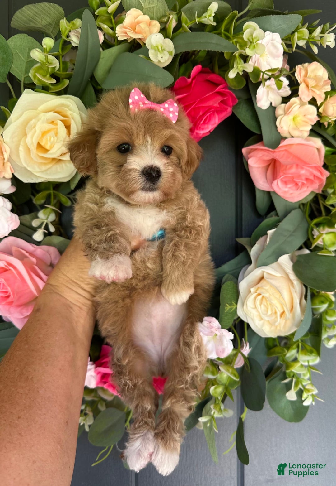 Maltipoo dogs for sale: TESSA - Image 5