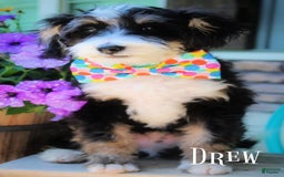 Mini Bernedoodle dogs for sale: Drew - Image 1