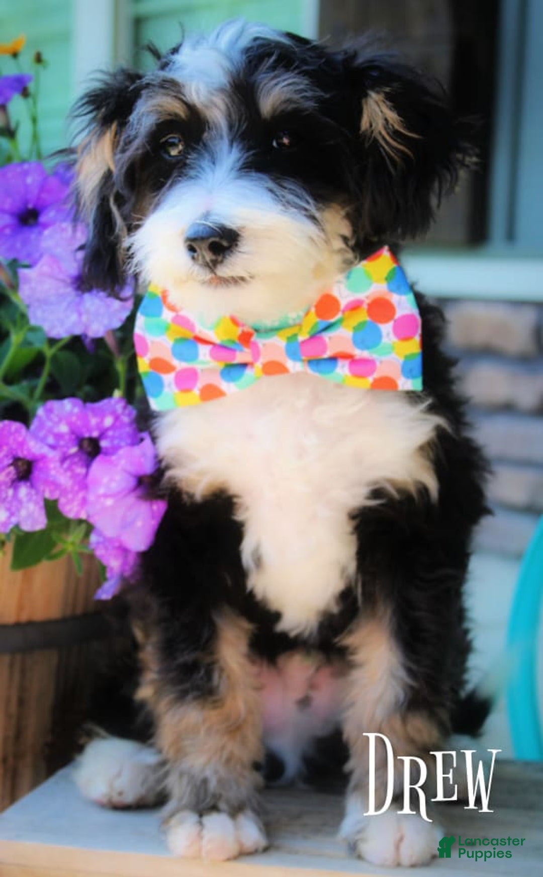 Mini Bernedoodle dogs for sale: Drew - Image 1