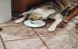 Alaskan Malamute dogs for sale: Nita - Image 5
