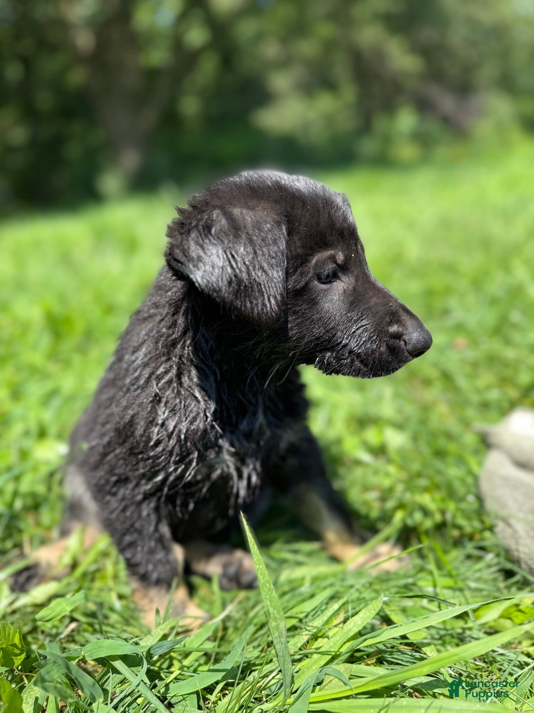 German Shepherd dogs for sale: Pacu - Image 1