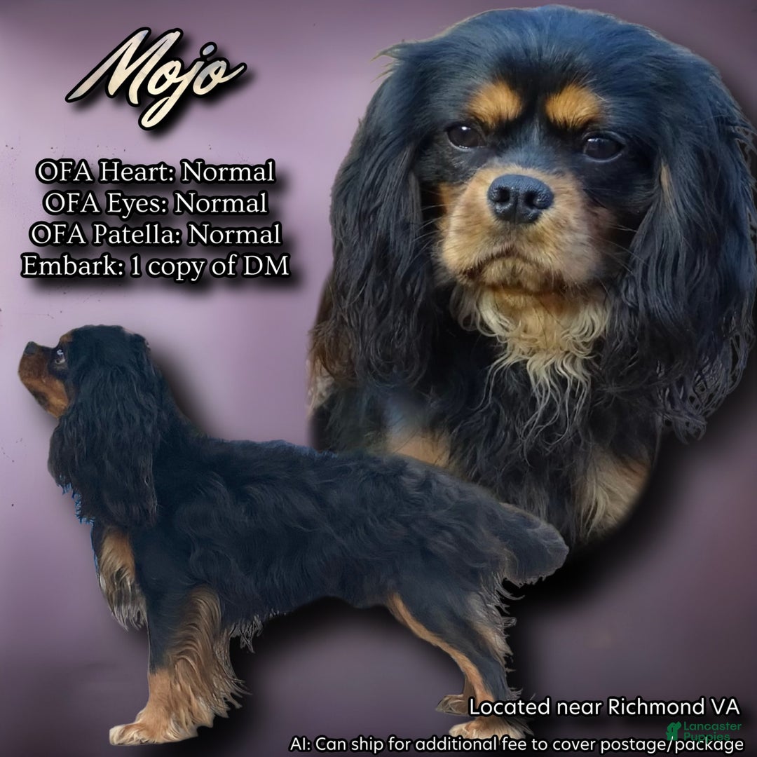 Cavalier King Charles Spaniel dogs for stud: Mojo - Image 1