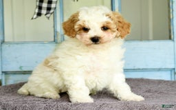 Havapoo dogs for sale: Daisy - Image 3