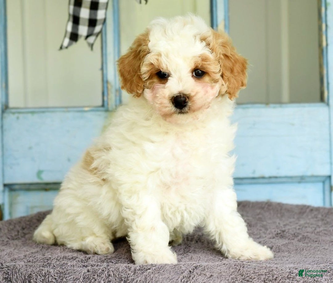 Havapoo dogs for sale: Daisy - Image 3