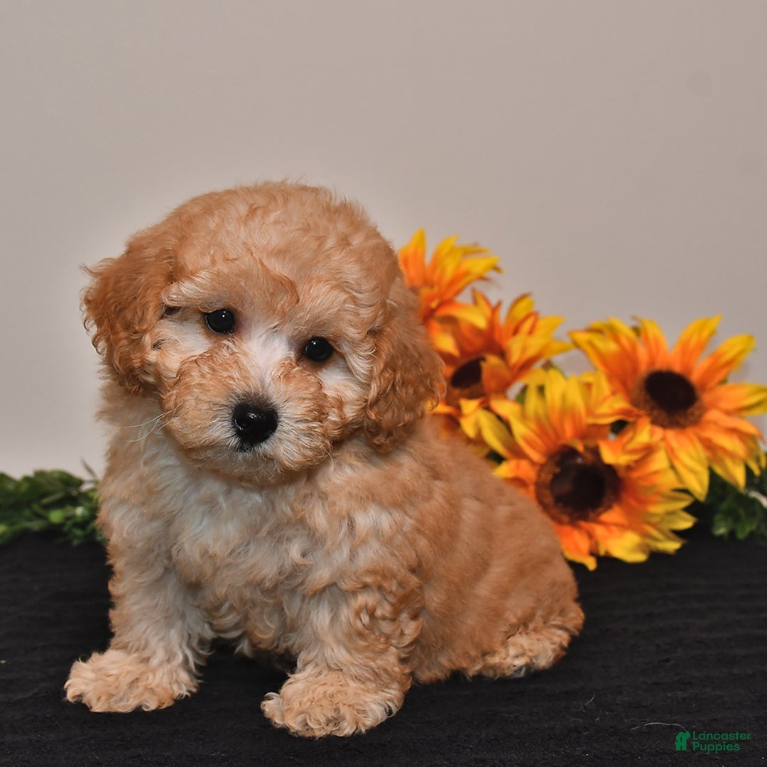 Miniature Poodle dogs for sale: Calvin - Image 3