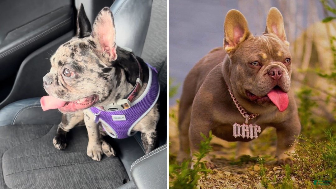 French Bulldog dogs for sale: Tank - Image 3