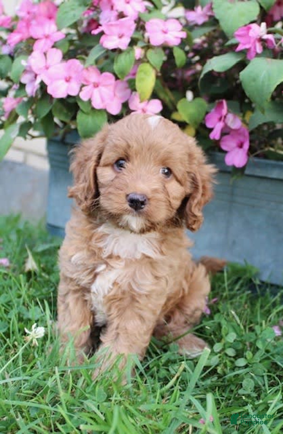 Cavapoo dogs for sale: Olive - Image 2
