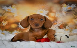 Miniature Dachshund dogs for sale: Lavander - Image 3