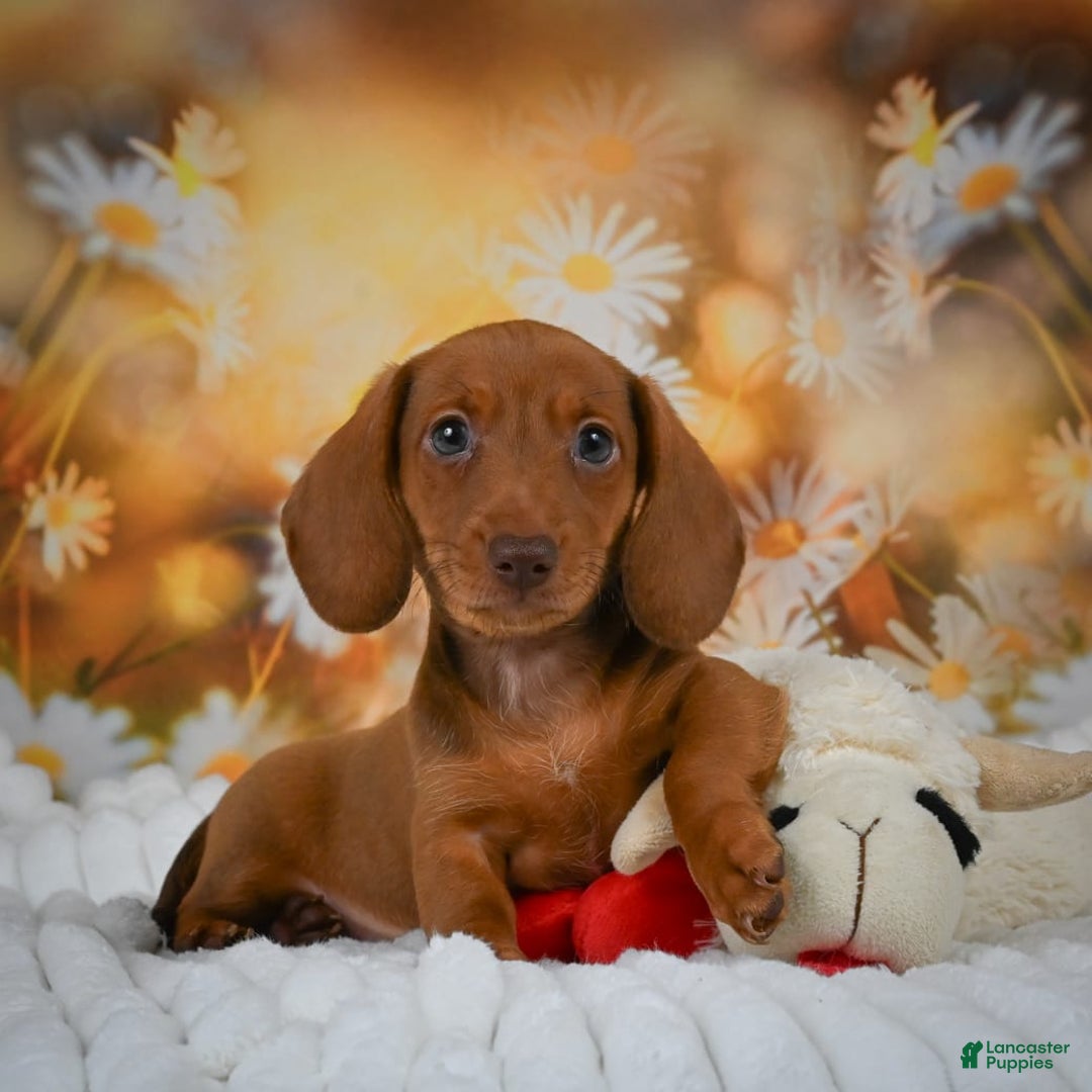 Miniature Dachshund dogs for sale: Lavander - Image 3