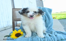 Australian Shepherd dogs for sale: Blossom - Image 2