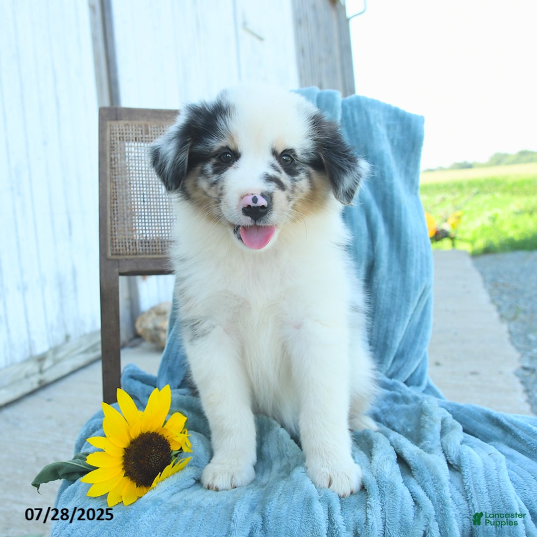 Australian Shepherd dogs for sale: Blossom - Image 2