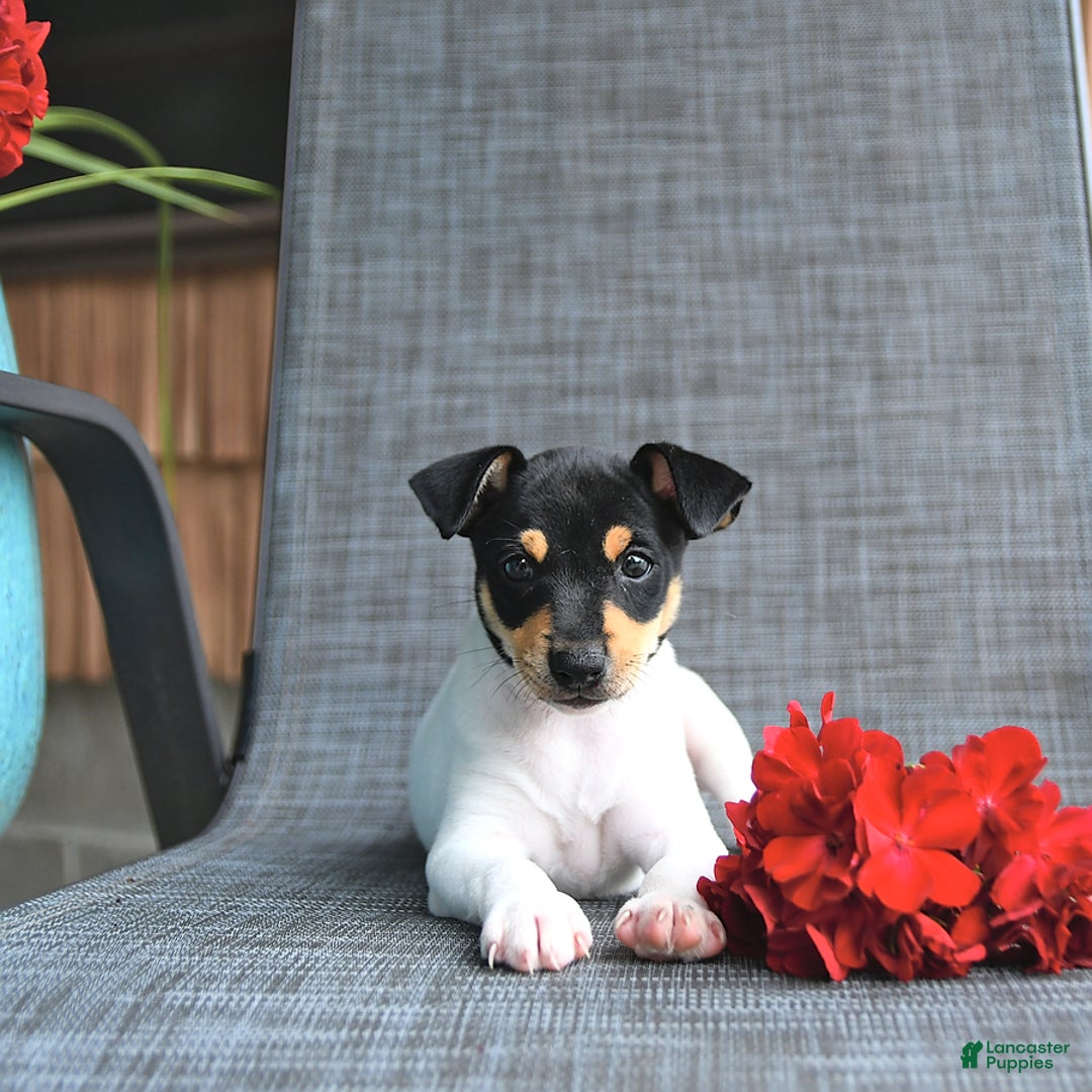 Toy Fox Terrier dogs for sale: Felix - Image 3
