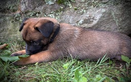 Belgian Malinois dogs for sale: Oliver - Image 1