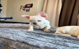 French Bulldog dogs for sale: Sunday - Image 6