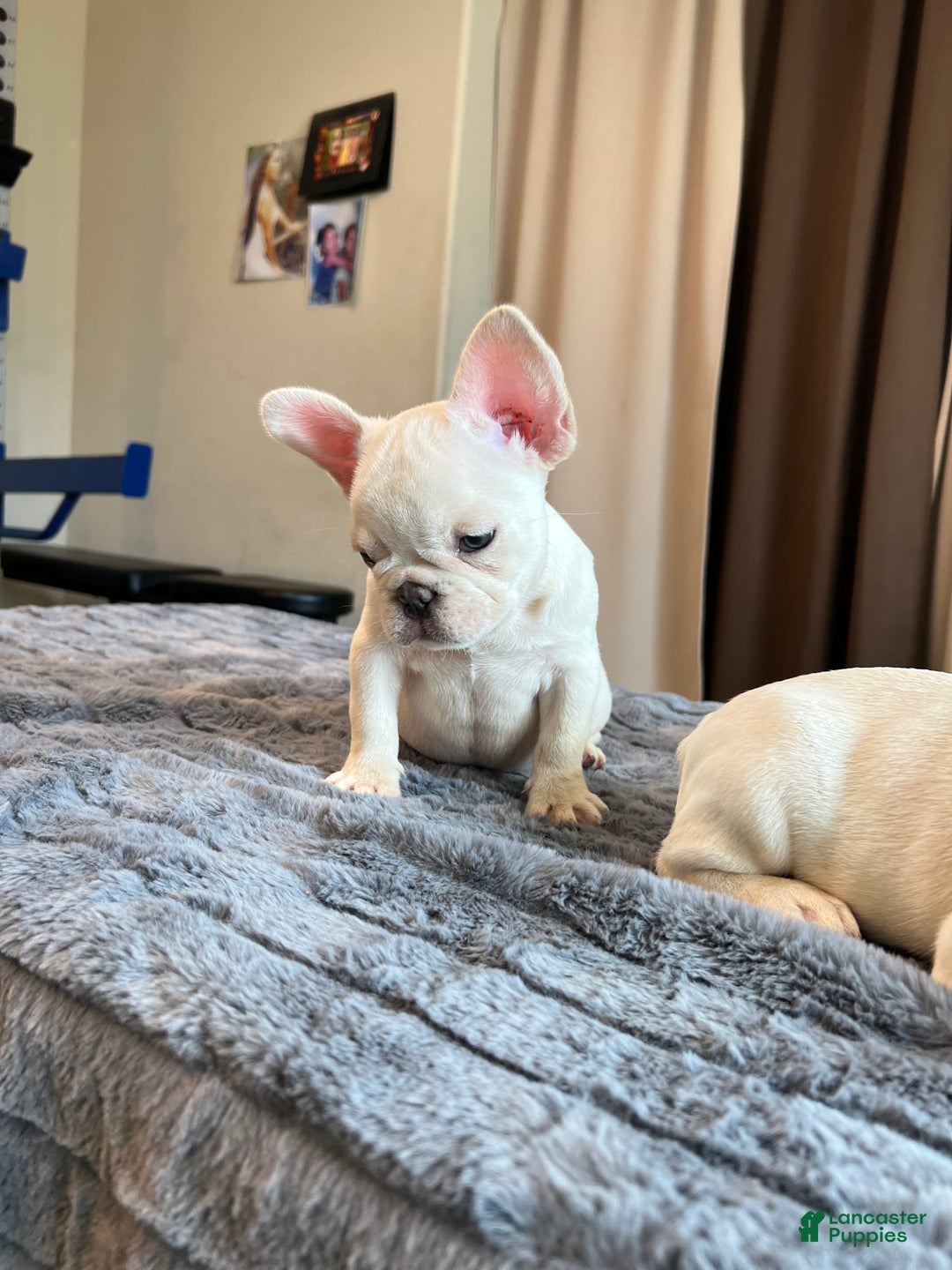 French Bulldog dogs for sale: Sunday - Image 6