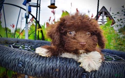 Havapoo dogs for sale: Benson - Image 3