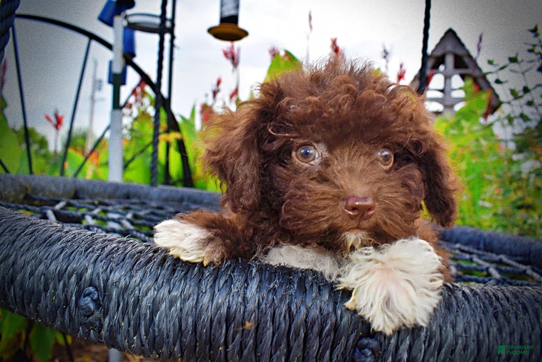 Havapoo dogs for sale: Benson - Image 3