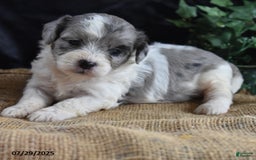 Cavapoo dogs for sale: Ava - Image 1