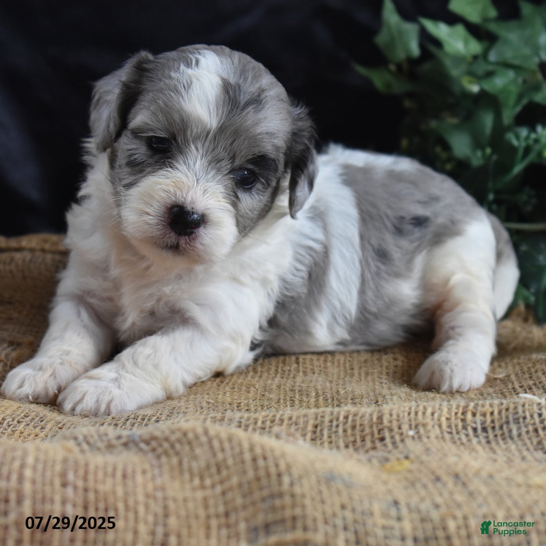 Cavapoo dogs for sale: Ava - Image 1