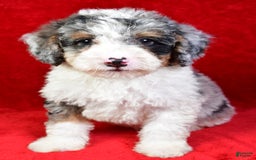 Mini Bernedoodle dogs for sale: Willow - Image 5