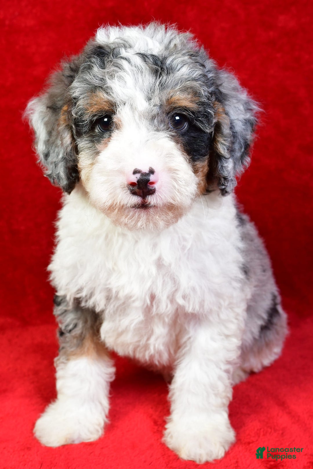 Mini Bernedoodle dogs for sale: Willow - Image 5
