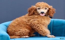 Miniature Poodle dogs for sale: Colette - Image 3