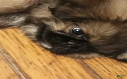 Pekingese dogs for sale: Skippy - Image 1