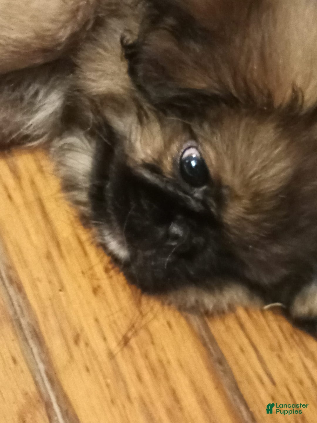 Pekingese dogs for sale: Skippy - Image 1