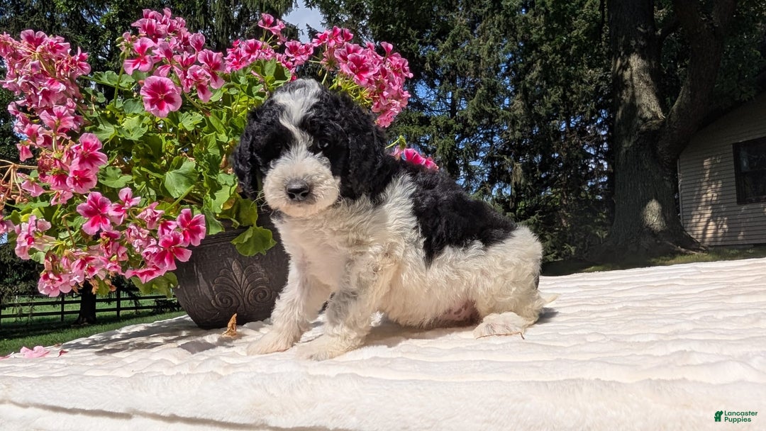 Mini Bernedoodle dogs for sale: Sophie - Image 1