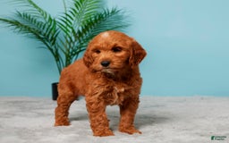 Mini Goldendoodle dogs for sale: Megan - Image 3
