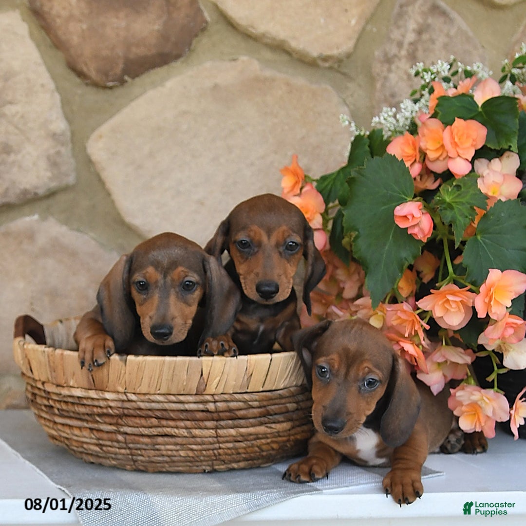 Miniature Dachshund dogs for sale: Sofia - Image 1