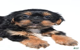 Shorkie dogs for sale: Winnie - Image 6