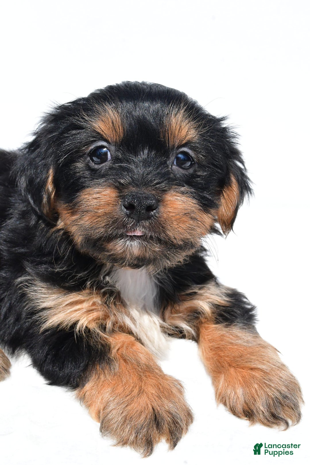 Shorkie dogs for sale: Winnie - Image 6