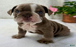 English Bulldog dogs for sale: Ezikel - Image 1