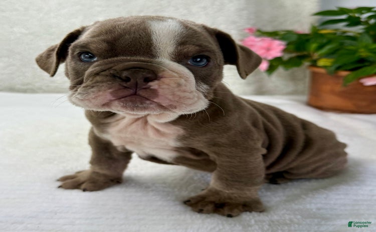English Bulldog dogs for sale - Ad 2