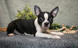 Boston Terrier dogs for sale: Dora - Image 2
