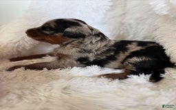 Bernedoodle dogs for sale: Merle Girl A - Image 9