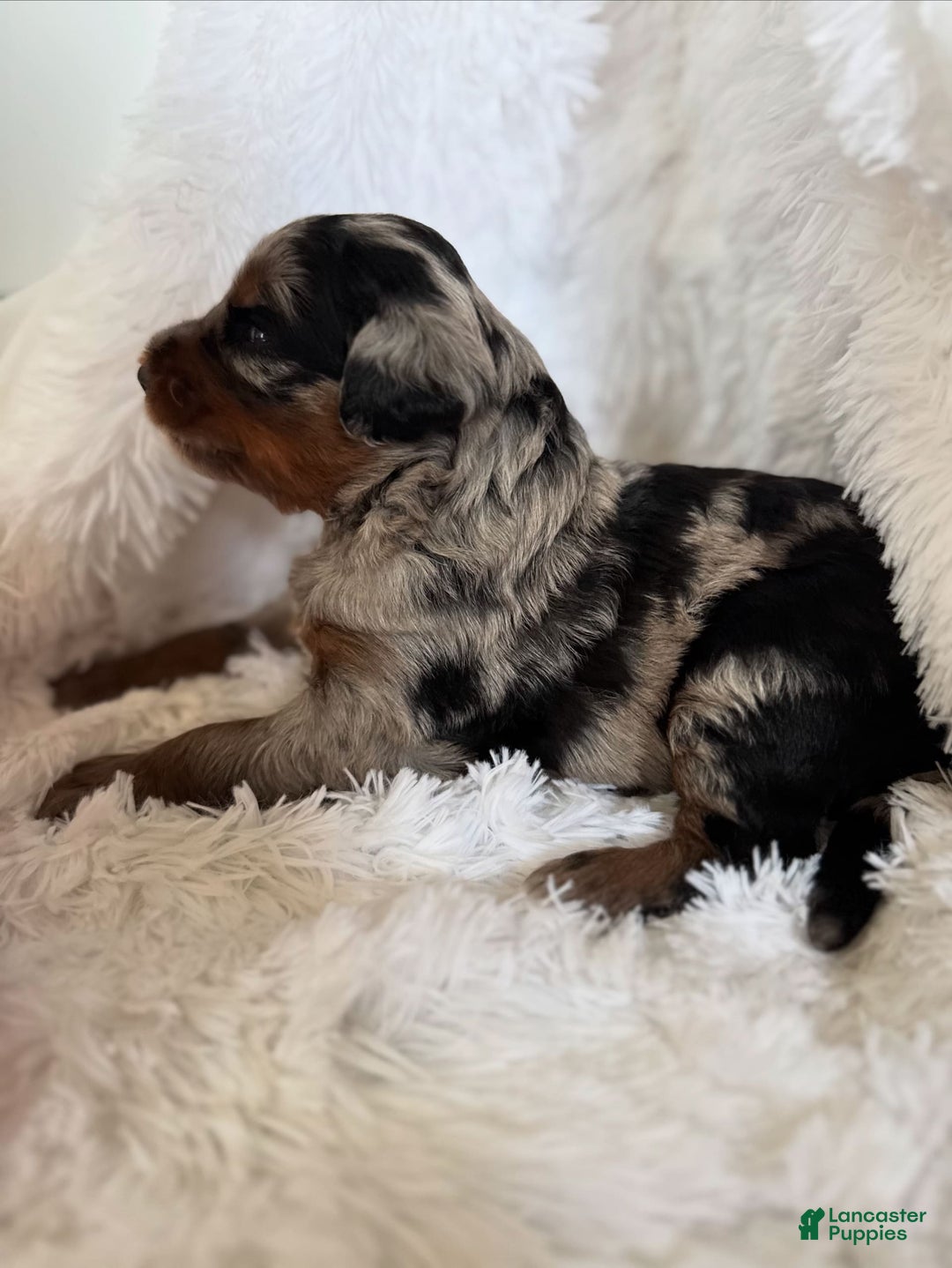 Bernedoodle dogs for sale: Merle Girl A - Image 9