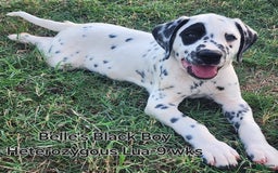 Dalmatian dogs for sale: Belles Black Lua Boy - Image 1
