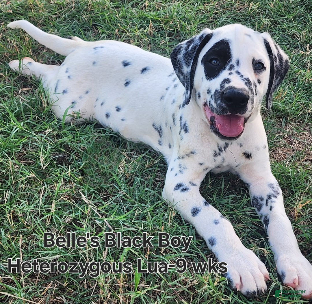 Dalmatian dogs for sale: Belles Black Lua Boy - Image 1