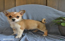 Welsh Corgi Pembroke dogs for sale: Cheddar - Image 3