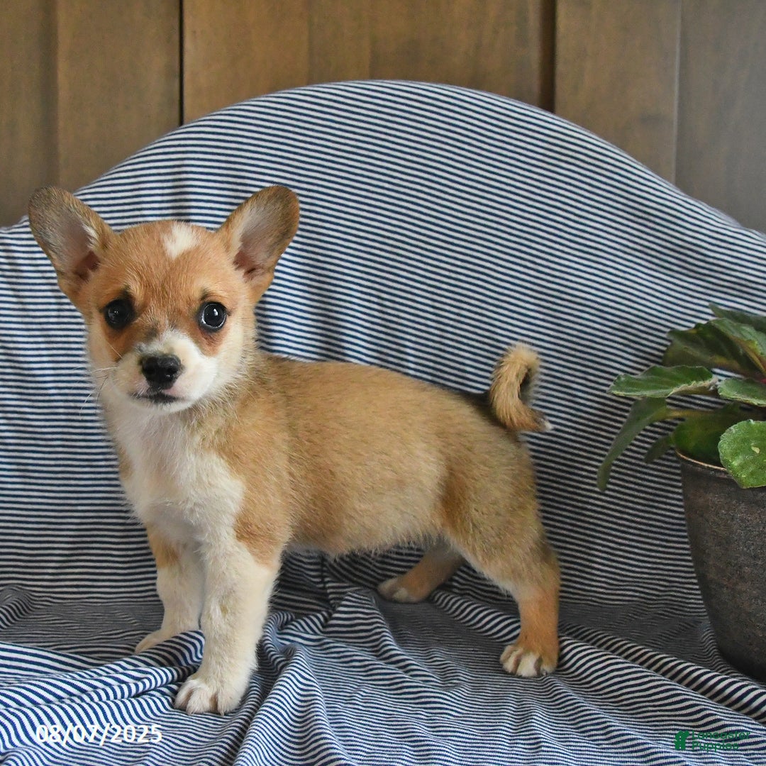 Welsh Corgi Pembroke dogs for sale: Cheddar - Image 3