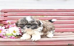 Shih Tzu dogs for sale: Charlotte - Image 5