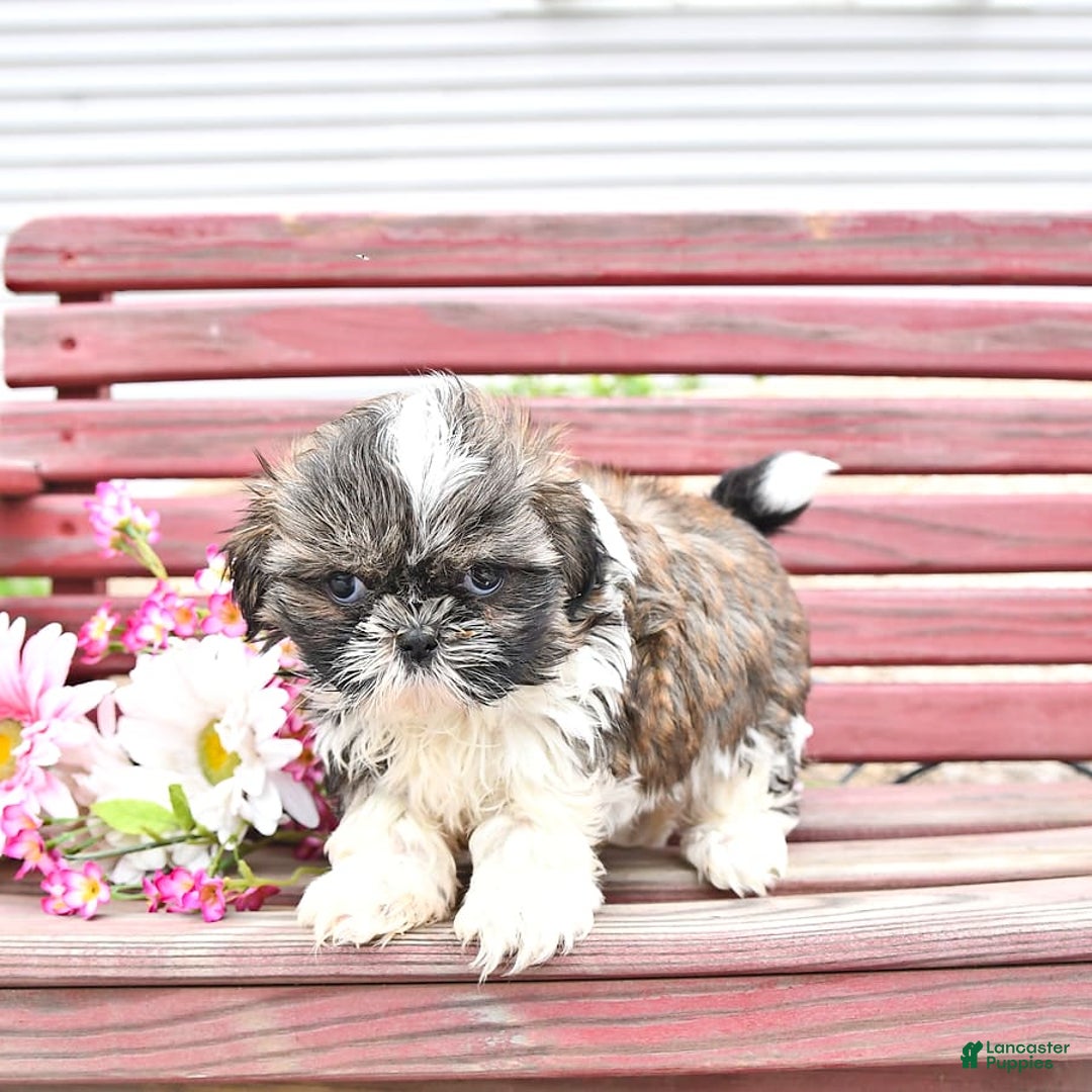 Shih Tzu dogs for sale: Charlotte - Image 5