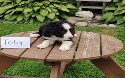 Border Collie dogs for sale: Toby - Image 2