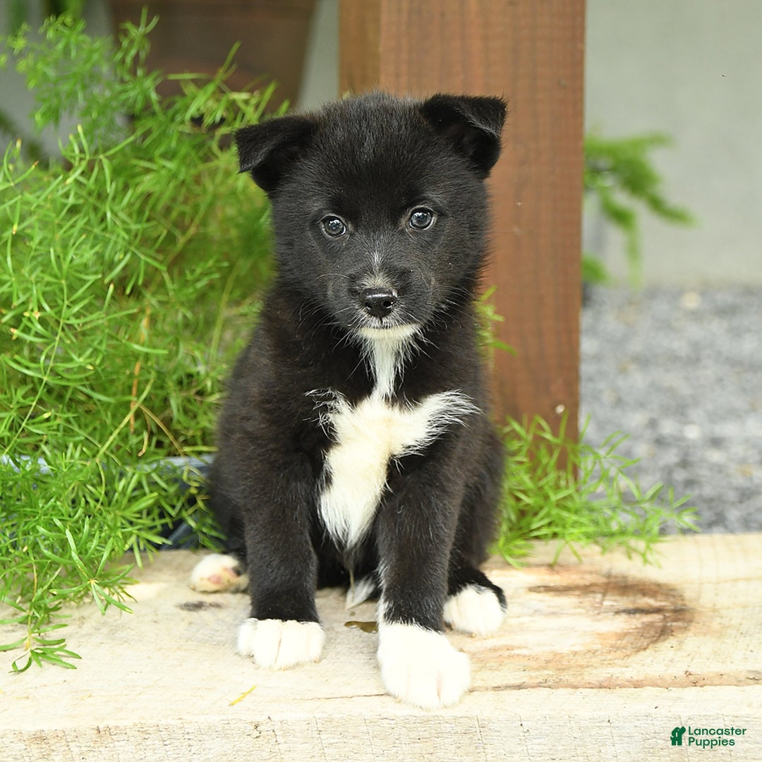 Pomsky dogs for sale: Hudson - Image 2